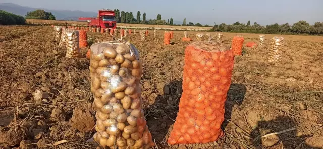 Ödemiş patatesinde ikinci ürün zamanı