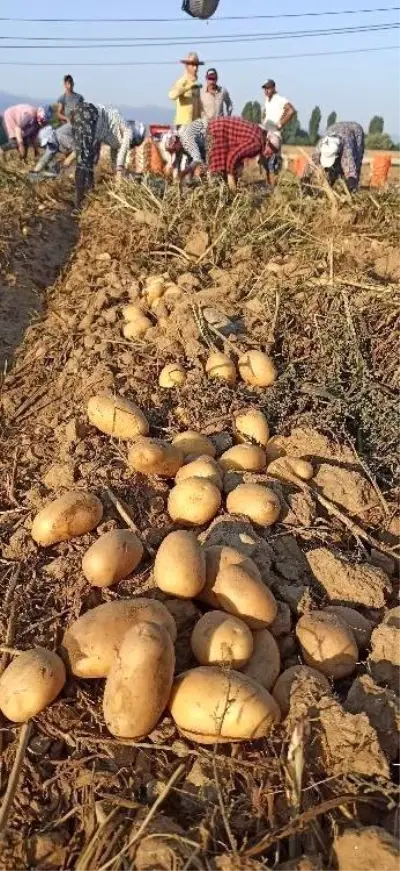 Ödemiş patatesinde ikinci ürün zamanı