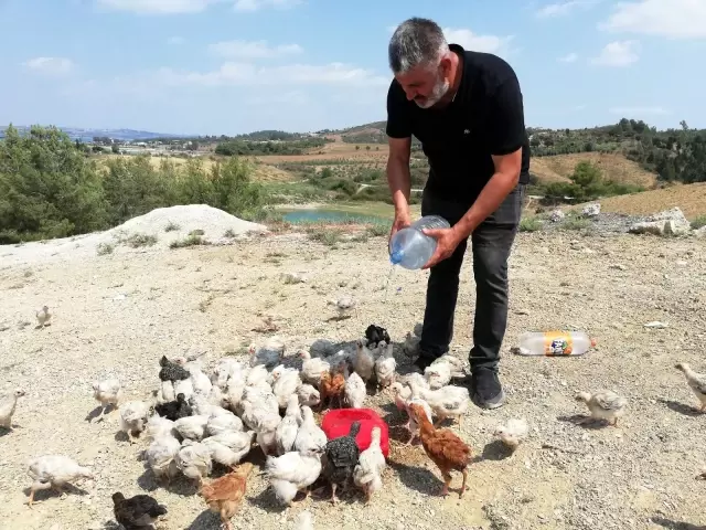 Ölüme terk edilen civcivler toplanmaya başladı