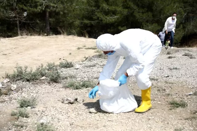 Ölüme terk edilen civcivler toplanmaya başladı