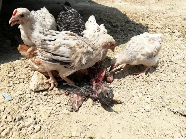 Ölüme terk edilen civcivler toplanmaya başladı