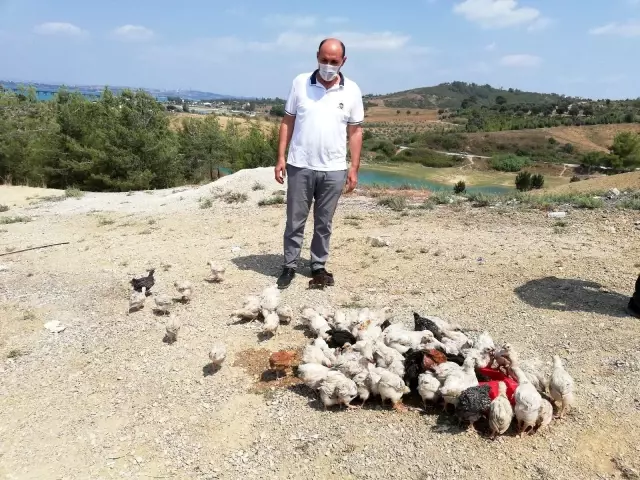 Ölüme terk edilen civcivler toplanmaya başladı