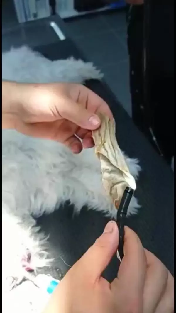 ZONGULDAK - Köpeğin yuttuğu çorap endoskopiyle çıkarıldı