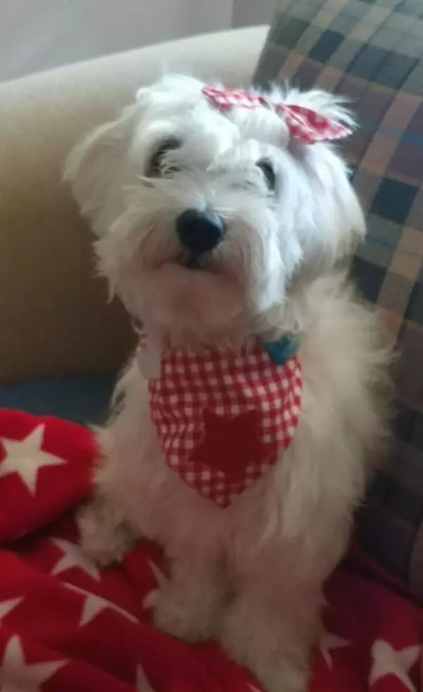 ZONGULDAK - Köpeğin yuttuğu çorap endoskopiyle çıkarıldı