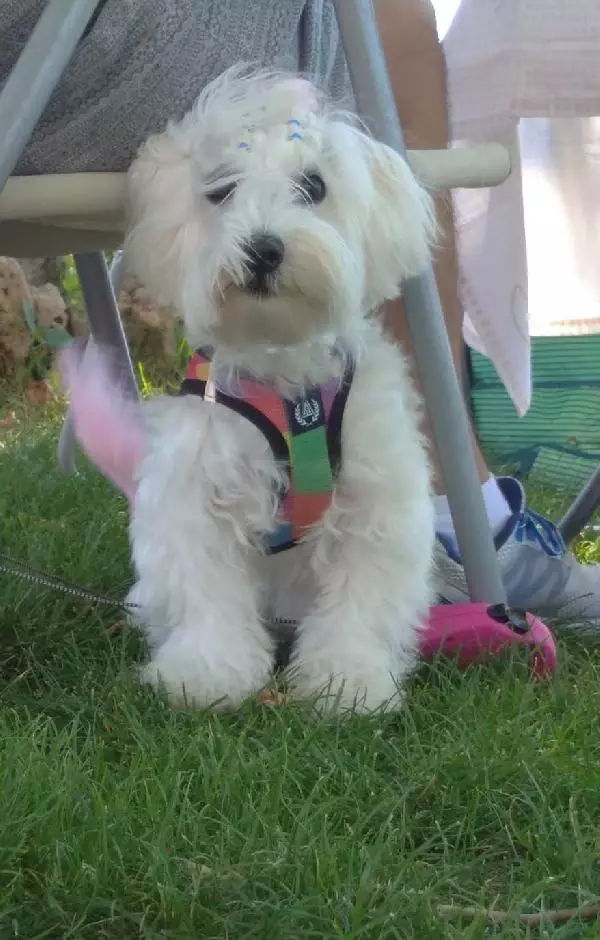 ZONGULDAK - Köpeğin yuttuğu çorap endoskopiyle çıkarıldı