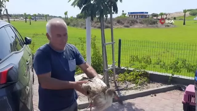 Serinlemek için kimyasal atık yağa giren bir leylek yavrusu daha kurtarıldı