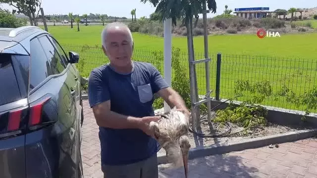 Serinlemek için kimyasal atık yağa giren bir leylek yavrusu daha kurtarıldı