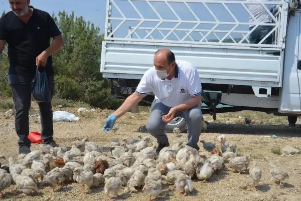 ADANA İL TARIM VE ORMAN MÜDÜRÜ TEKİN; 'TELEF OLAN CİVCİVLERİ LABORATUVARA GÖNDERİYORUZ'