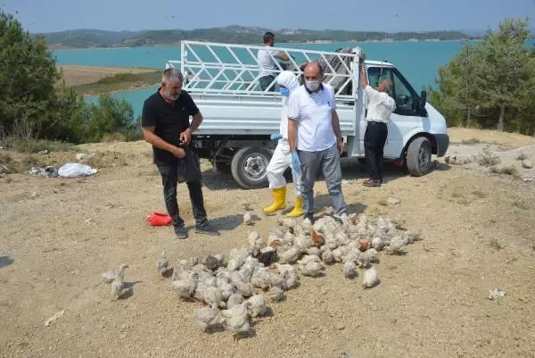 ADANA İL TARIM VE ORMAN MÜDÜRÜ TEKİN; 'TELEF OLAN CİVCİVLERİ LABORATUVARA GÖNDERİYORUZ'