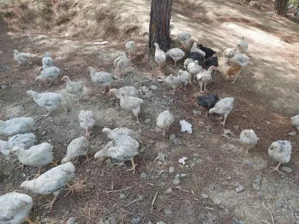 Seyhan Baraj Gölü'nde yüzlerce civciv ölüme terk edildi Seyhan Baraj Gölü'nde yüzlerce civciv ölüme terk edildi