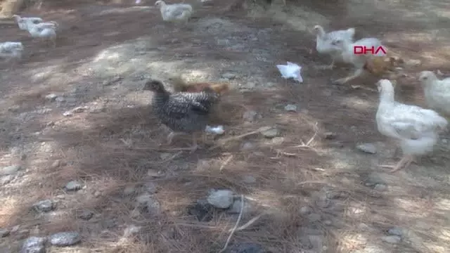 Son Dakika | SEYHAN BARAJ GÖLÜ'NDE YÜZLERCE CİVCİV ÖLÜME TERK EDİLDİ Son Dakika | SEYHAN BARAJ GÖLÜ'NDE YÜZLERCE CİVCİV ÖLÜME TERK EDİLDİ