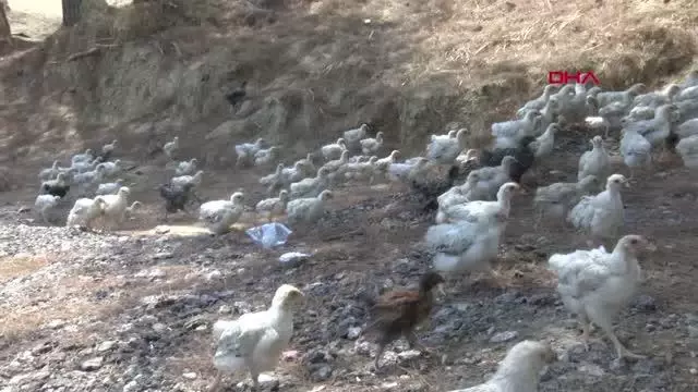 Son Dakika | SEYHAN BARAJ GÖLÜ'NDE YÜZLERCE CİVCİV ÖLÜME TERK EDİLDİ