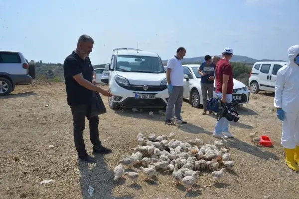 ADANA İL TARIM VE ORMAN MÜDÜRÜ TEKİN; 'TELEF OLAN CİVCİVLERİ LABORATUVARA GÖNDERİYORUZ'