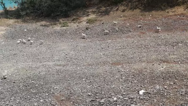 Adana'daki baraj gölünde yüzlerce civciv ölüme terk edildi Adana'daki baraj gölünde yüzlerce civciv ölüme terk edildi