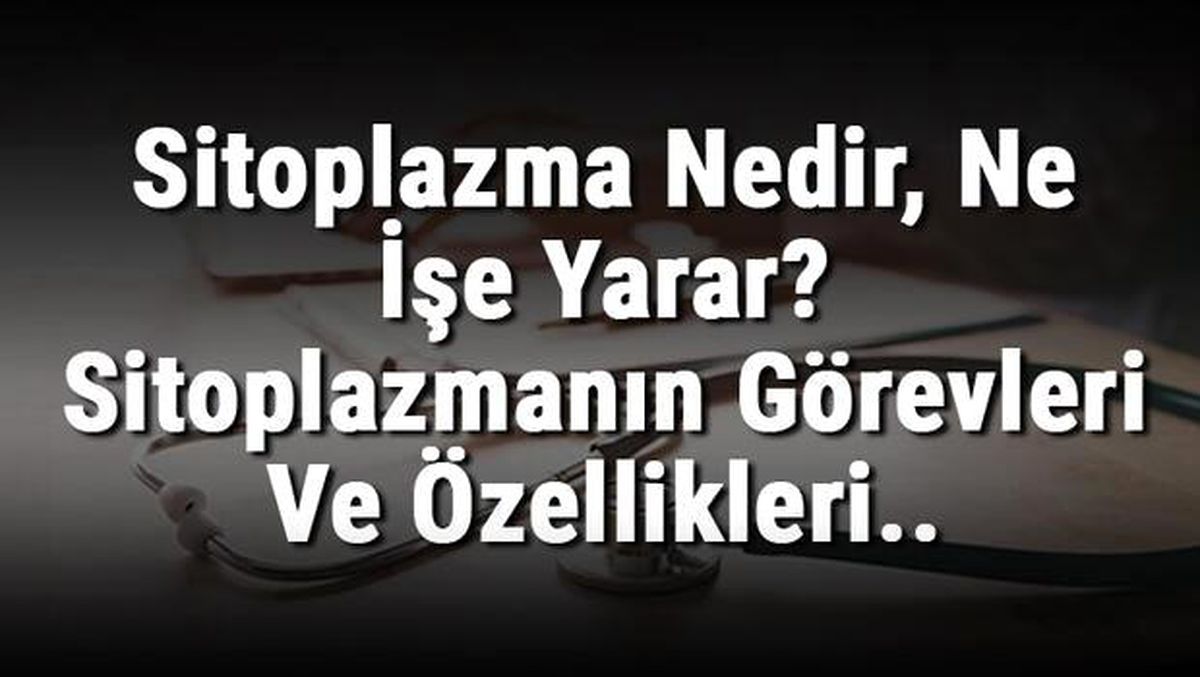 Sitoplazma Nedir, Ne İşe Yarar? Sitoplazmanın Görevleri ve Özellikleri..