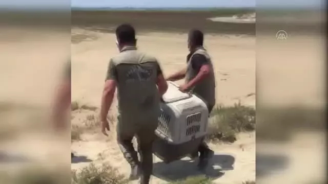 Tedavisi tamamlanan saz kedisi doğaya bırakıldı Tedavisi tamamlanan saz kedisi doğaya bırakıldı