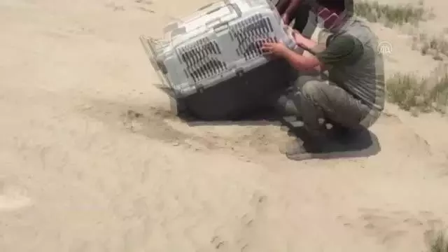 Tedavisi tamamlanan saz kedisi doğaya bırakıldı