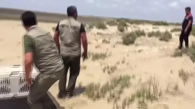 Tedavisi tamamlanan saz kedisi doğaya bırakıldı