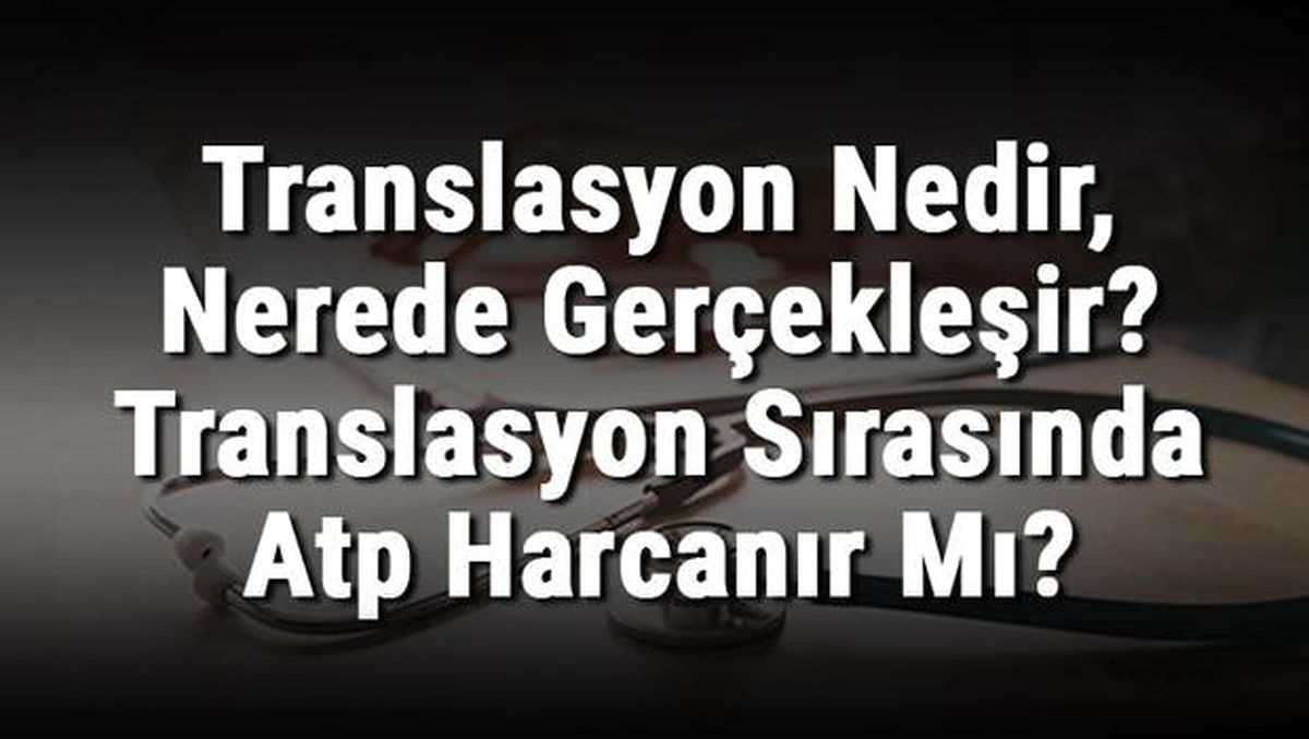 Translasyon Nedir, Nerede Gerçekleşir? Translasyon Sırasında ATP Harcanır Mı?