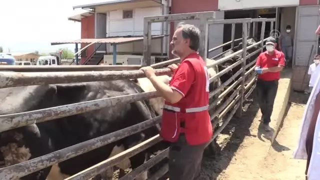 Türk Kızılay Genel Müdürü Altan, Et ve Süt Kurumuna ait mezbahada incelemelerde bulundu