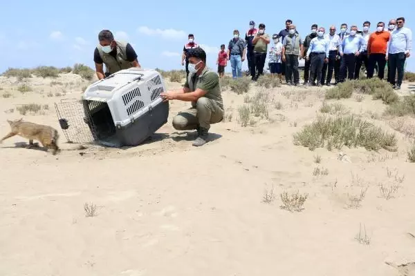 YARALI BULUNAN SAZ KEDİSİ, 4 AY SONRA DOĞAL YAŞAM ALANINA BIRAKILDI
