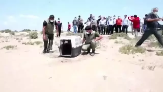 YARALI BULUNAN SAZ KEDİSİ, 4 AY SONRA DOĞAL YAŞAM ALANINA BIRAKILDI