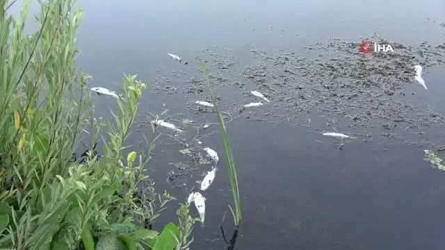 Son Dakika | Yüksekova'da korkutan balık ölümleri