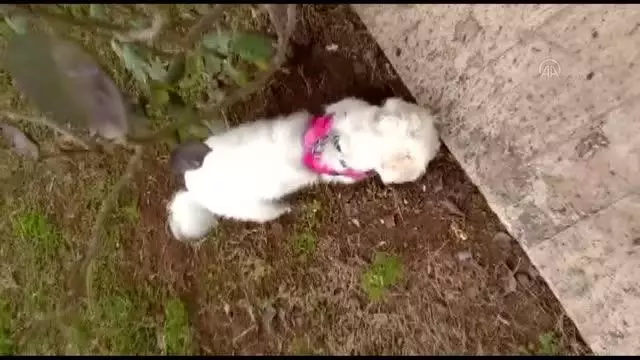 ZONGULDAK - Köpeğin yuttuğu çorap endoskopiyle çıkarıldı ZONGULDAK - Köpeğin yuttuğu çorap endoskopiyle çıkarıldı