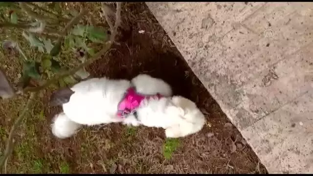 ZONGULDAK - Köpeğin yuttuğu çorap endoskopiyle çıkarıldı