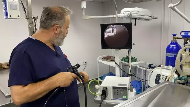 ZONGULDAK - Köpeğin yuttuğu çorap endoskopiyle çıkarıldı