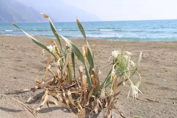 Plajlarda bulunuyor! Kum zambağını yanlışlıkla bile koparmanın cezası 80 bin TL