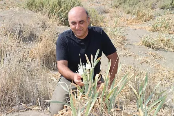 Plajlarda bulunuyor! Kum zambağını yanlışlıkla bile koparmanın cezası 80 bin TL