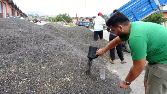 Çukurova'da ayçiçek tarlasında çifte bayram