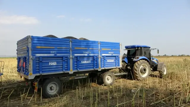Çukurova'da ayçiçek tarlasında çifte bayram
