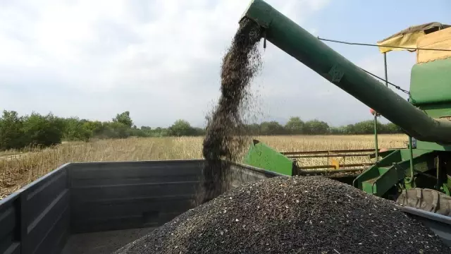 Çukurova'da ayçiçek tarlasında çifte bayram