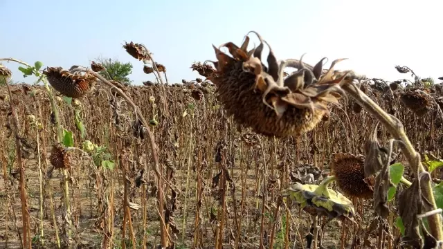 Çukurova'da ayçiçek tarlasında çifte bayram