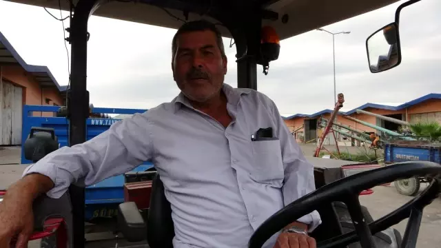Çukurova'da ayçiçek tarlasında çifte bayram