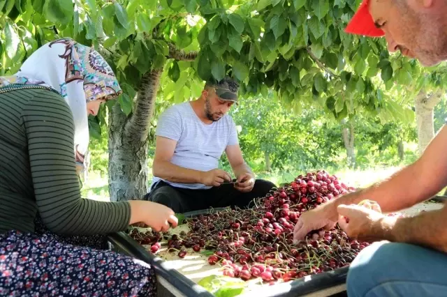 Geç hasat kiraz dünyanın dört bir yanında rağbet görüyor