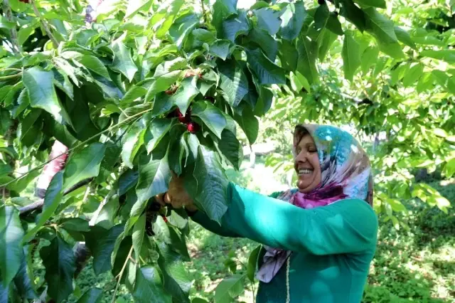 Geç hasat kiraz dünyanın dört bir yanında rağbet görüyor