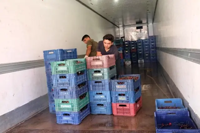 Geç hasat kiraz dünyanın dört bir yanında rağbet görüyor
