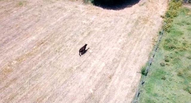 kesilmekten son anda kurtuldu drone den kacam 2 14284386 o