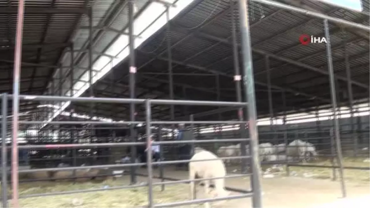 Kurban pazarında fiyatlar yarı yarı düştü