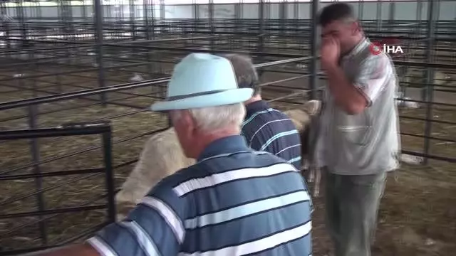 Kurban pazarında fiyatlar yarı yarı düştü