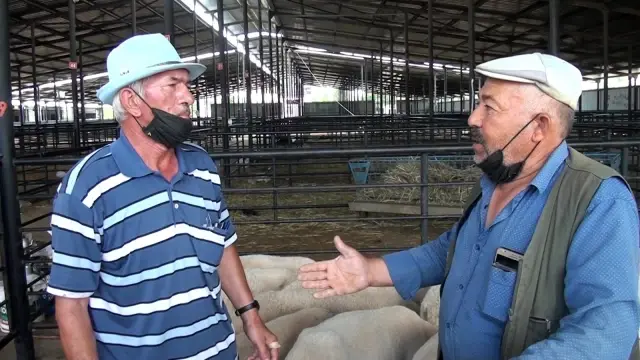 Kurban pazarında fiyatlar yarı yarı düştü