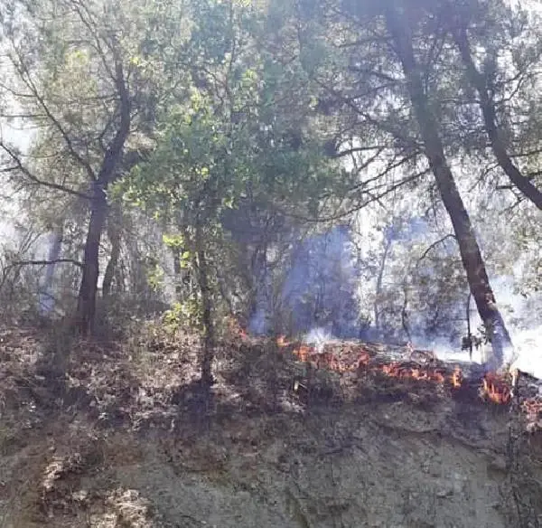 Son dakika haberi! Manisa'da orman yangını; 1 hektar alan zarar gördü