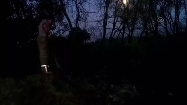 Ödemiş'teki yangında anıt zeytin ağaçları da zarar gördü Ödemiş'teki yangında anıt zeytin ağaçları da zarar gördü
