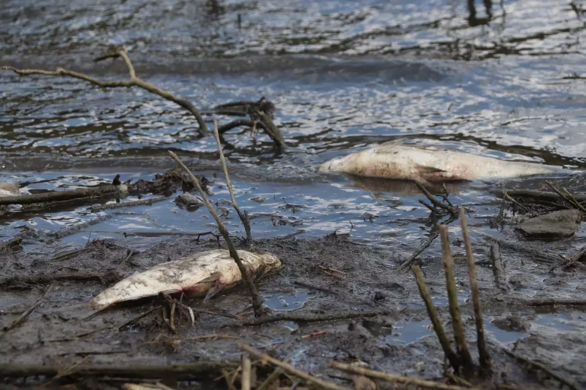 Son dakika haber: Alibeyköy Barajında korkutan görüntü: Onlarca balık öldü