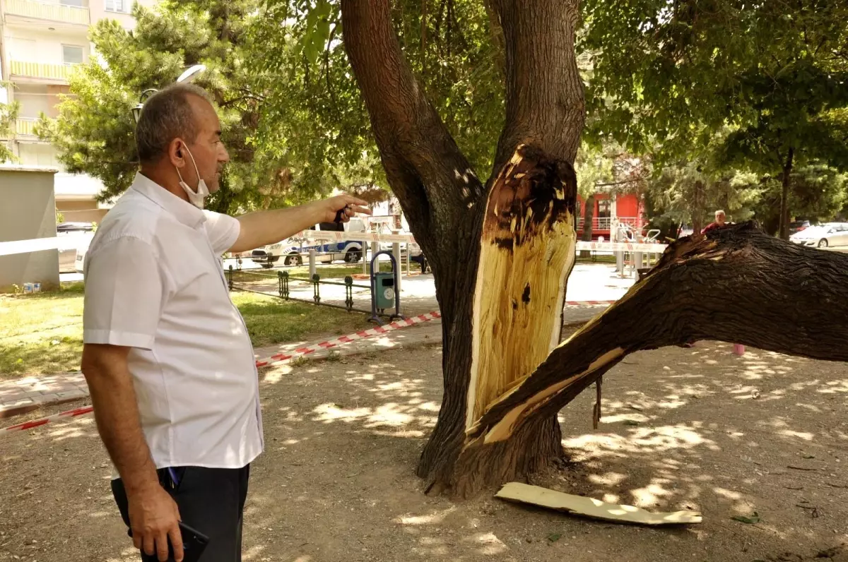 Çocuk parkında ağaç devrildi, şans eseri can kaybı ya da yaralanan olmadı