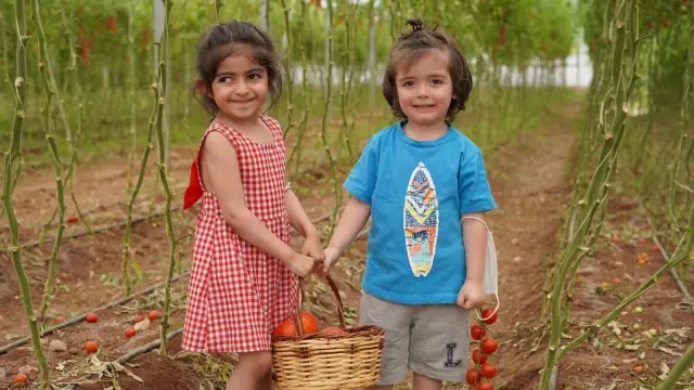 Gaziantepli çocuklar sebze hasadı yaptı