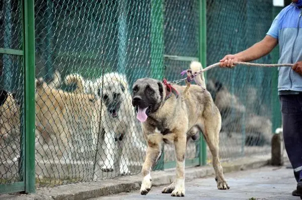 KANGAL VE AKBAŞLARI ALMAK İÇİN 1 YILLIK SIRAYA GİRİYORLAR